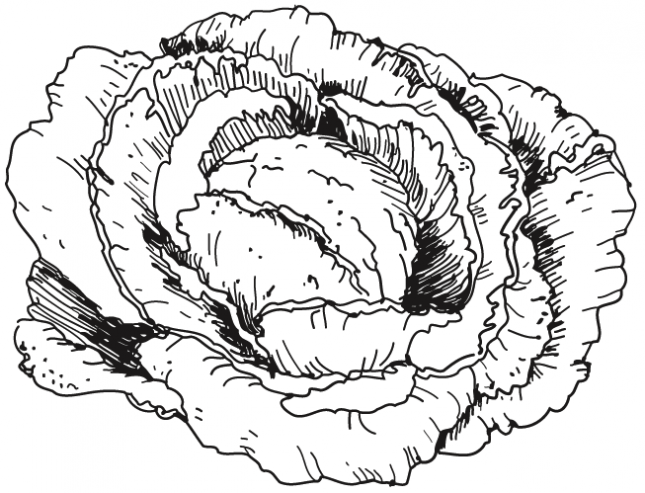 Nature-Legumes-Chou-26129